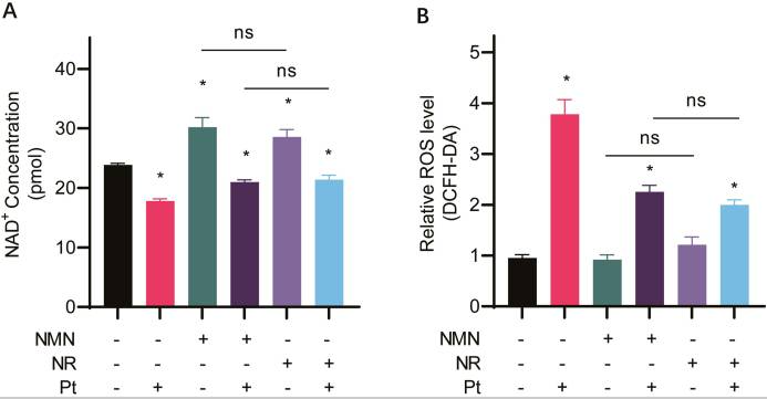 古特生物 NMN and NR increase intracellular NAD + levels and decrease ROS levels in cisplatin-treated cells