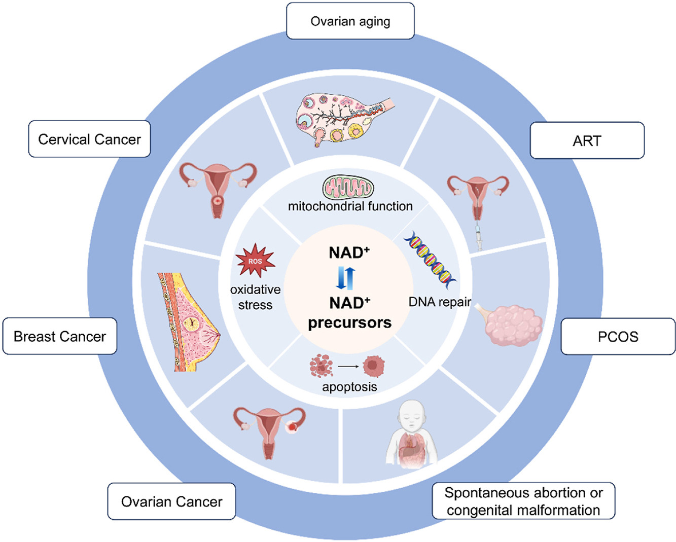 古特生物 NAD+水平在卵巢和子宮等生殖器官中降低