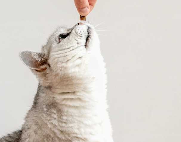 古特生物 輔酶Q10:促進心血管健康