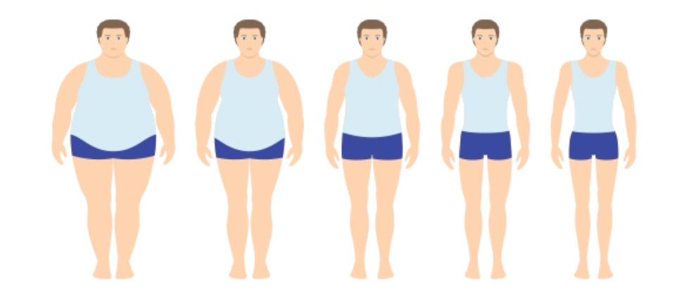 對肥胖“氧化應激-炎癥”循環的阻斷作用 對肥胖“氧化應激-炎癥”循環的阻斷作用