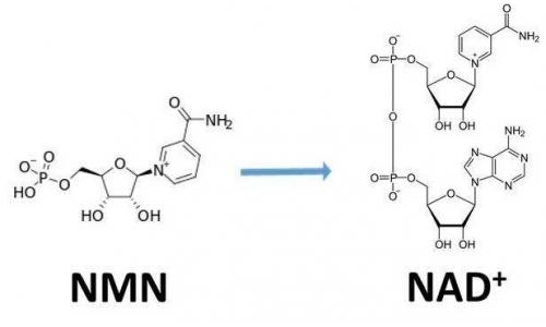 從生物學角度看NMN:為何能延緩衰老和提高免疫力？